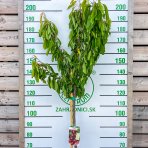 Čerešňa vtáčia (Prunus avium) ´BURLAT´ - skorá, výška 160-180 cm, obvod kmeňa: 4/6 cm, kont. C10L